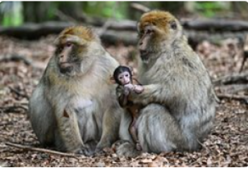 Вегандар үшін маймылдарды құлға айналдырған