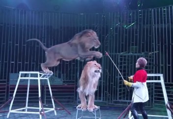 Шымкент циркі аңдарды пайдаланудан бас тартты