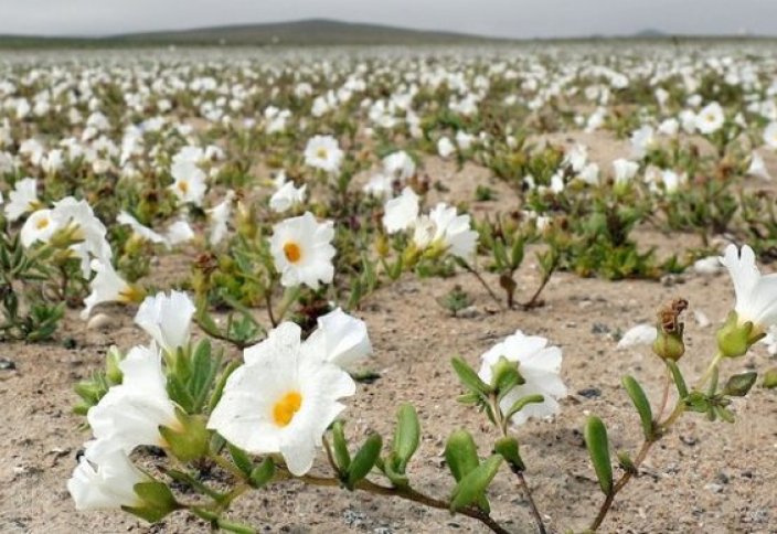 В самой засушливой пустыне мира выросли цветы (фото)