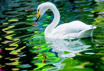 АҚҚУДЫҢ еті адал ма?