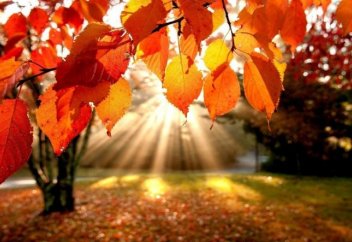 Жаһандық жылыну адамзатты «алтын күз» кезеңінен айырады