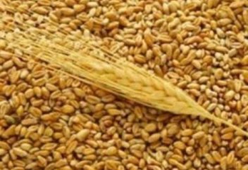 Ғалымдар бидай тұқымының жаңа түрін ойлап тапты (видео)