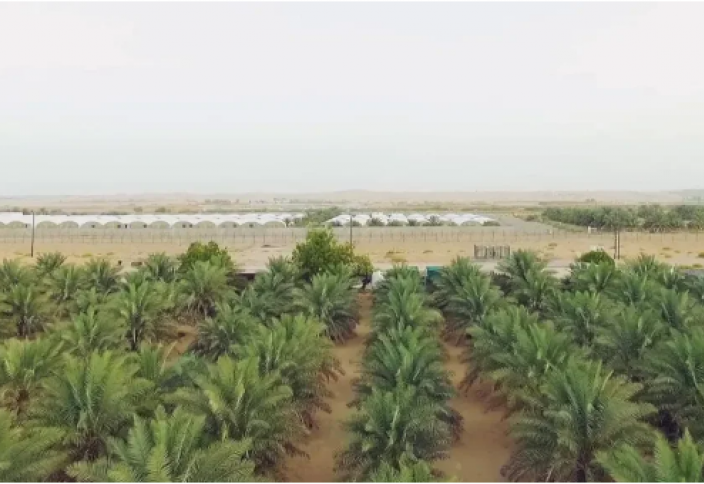 Пищевая независимость. Эмираты строят самую большую в мире крытую ферму