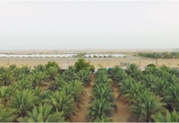 Пищевая независимость. Эмираты строят самую большую в мире крытую ферму