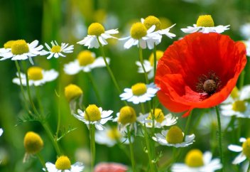 Почему мусульмане постятся в день Ашура?