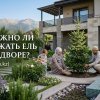 Можно ли сажать ель во дворе?