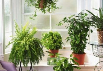 Чайные пакетики - волшебники!