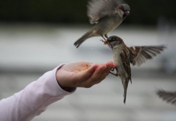 Хазірет Айша (р.анһа) мен бауыры Әсмәнің жомарттығы