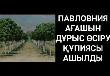 Павлония ағашы