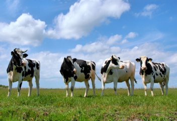 Бір отбасыға бір ірі қараны құрбандыққа шалсам бола ма?