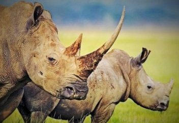 Жануарлар әлемі: Туристер көлігі мүйізтұмсық шабуылына тап болды (видео)