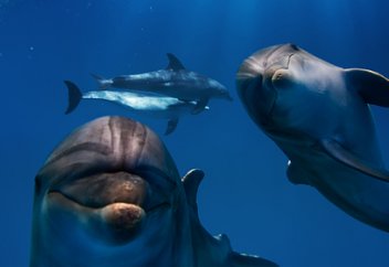 Тағы бір ел жануарларды әскери мақсатқа пайдалануда деп айыпталып отыр