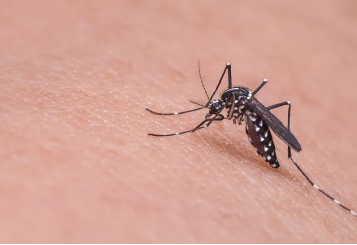 Ученые борются с болезнями, передаваемыми комарами, с помощью самих комаров. Бактерия помогла сократить число случаев лихорадки денге