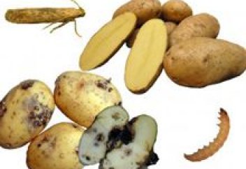 Азық-түліктің 14%-ы саудаға шығарылмай тұрып құриды