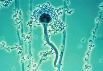 Дәріге төзімді зең пайда болды. Қатері қандай?