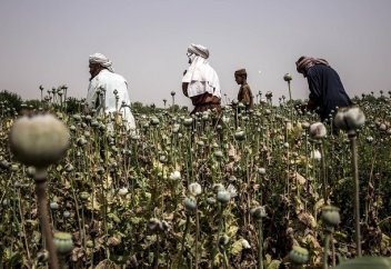 Афганский опиум: как борьба талибов с наркоиндустрией ухудшает жизнь простых афганцев