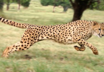 Әлемдегі ең жылдам жануар гепард емес, басқа болып шықты