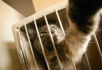 Үй жануарларын қарыз үшін алуға заңмен тыйым салынды