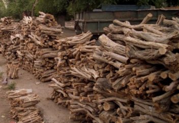 Елімізде сексеуіл сатуға тыйым салынуы мүмкін