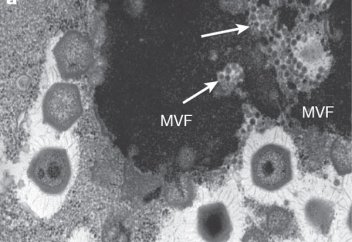 Может ли вирус заразить другой вирус?