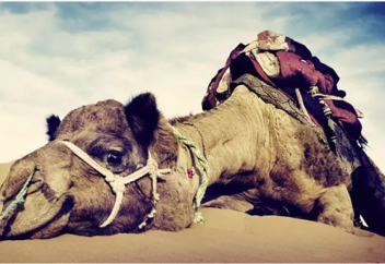 Араб ғалымдары елеулі ғылыми жетістікке жетті