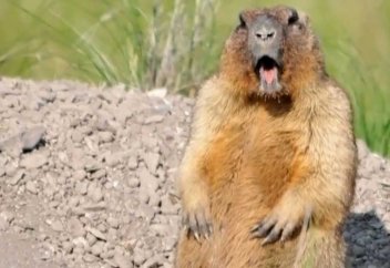 Әлем бойынша боз суырдың 90%-дан астамы қазақ даласын мекендейді