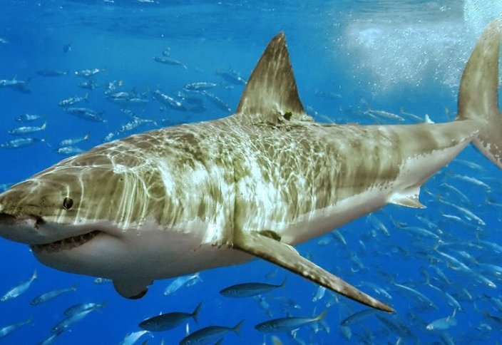 Адам жейтін акуланың рекордтық секірісі таспаға тартылып қалды (видео)