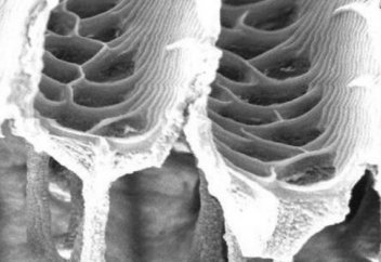 Жаратылыс құпиясы: көбелек қанатындағы қара құрдым