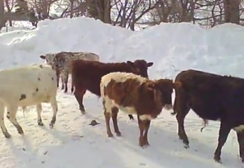 Адам белінен келетін ергежейлі сиырларды асырауға көшті (видео)