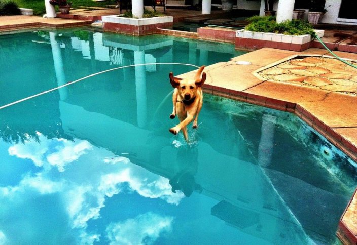 Жануарлар әлемі: Уайымшыл ит (видео)