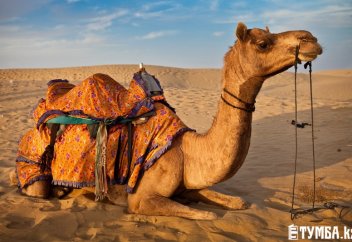 Два села в Мангистауской области тонут в зыбучих песках (видео)