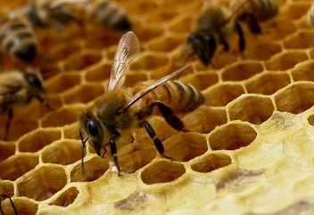 Нью-Йоркте 20 мың ара зәулім ғимаратқа ешкімді кіргізбей қойды (видео)