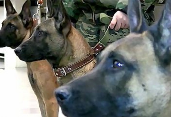 Клондалған иттер полициядағы қызметін бастады