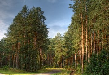 Еліміздің орман алқаптары 24 мың гектарға артты