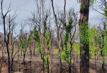 Природа Австралии начала оживать после пожаров (фото)