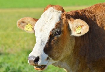 Разные: Идентифицировать скот в РК будут с помощью подкожных чипов