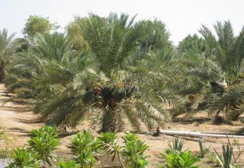 Финиковый сад халифа Усмана (р.а.), который кормит людей на протяжении 1400 лет (фото)