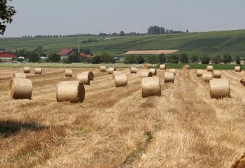 Түркия әлемдегі ең ірі 7 аграрлық мемлекет қатарына кірді