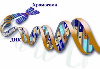 Әйелдердің ерлерден ұзақ ғұмыр сүруінің сыры басқада болып шықты