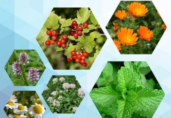 Сарқан ауданында дәрілік шөптерден 149 тонна өнім жиналған