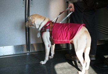 Әлеуметтік қамсыздандырудағы жол көрсетуші иттердің әлемдегі саны қанша