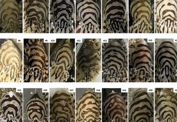 Сегізаяқ жолақтары адамның саусақ іздері секілді бір-бірін қайталамайды