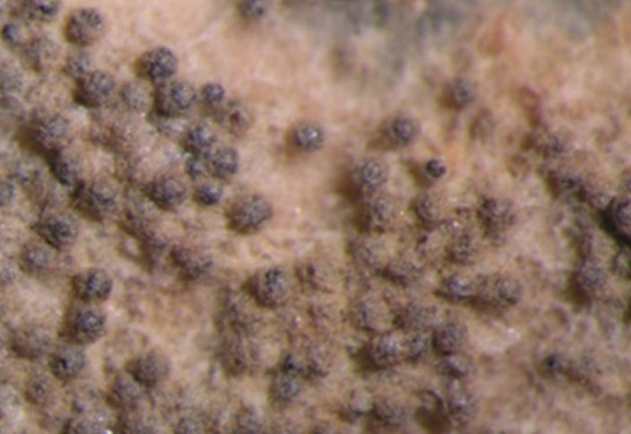 Ашыққан саңырауқұлақтар жыныстық жолмен көбею қабілетін жоғалтады