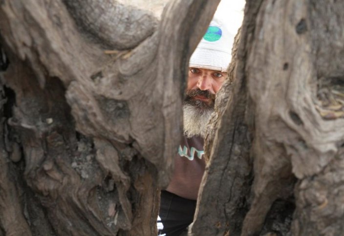Разное: Палестинец из Вифлеема охраняет самое древнее в мире оливковое дерево (фото)