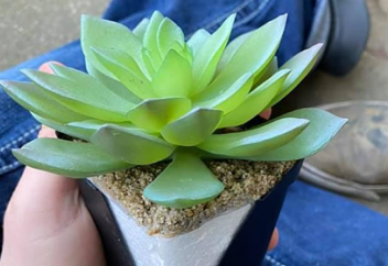 Жасанды гүлге алданып, екі жыл зая кеткен ғұмыр