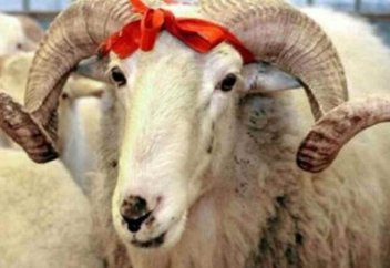 Құрбан айт: Өңірлерде қойдың бағасы қандай? (инфографика)