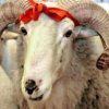 Құрбан айт: Өңірлерде қойдың бағасы қандай? (инфографика)