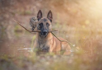 Ит пен жапалақтың достығы жұртты таңқалдырды (фото)