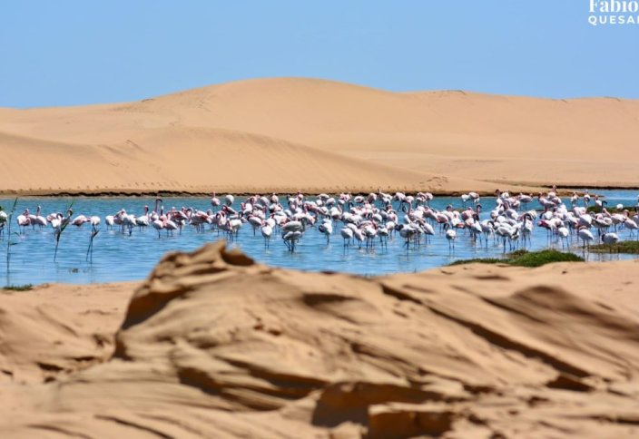 Әбу-Даби өз аумағының 20%-ын табиғи қорыққа айналдырады