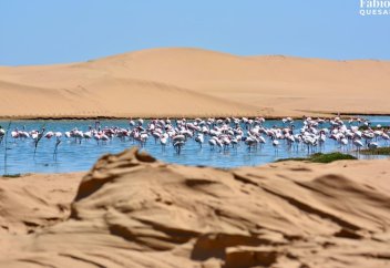 Әбу-Даби өз аумағының 20%-ын табиғи қорыққа айналдырады